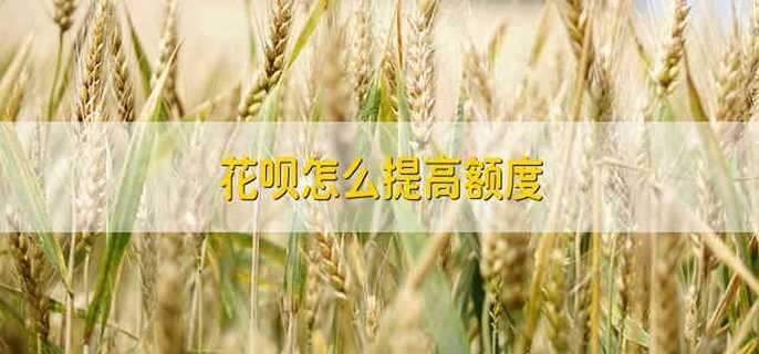 花呗怎么提高额度 如何提高花呗的额度