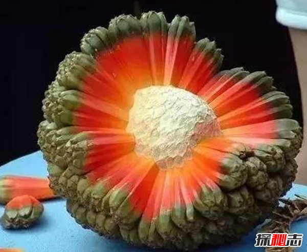 世界上最恐怖的水果:西非荔枝果(不熟可以致命)