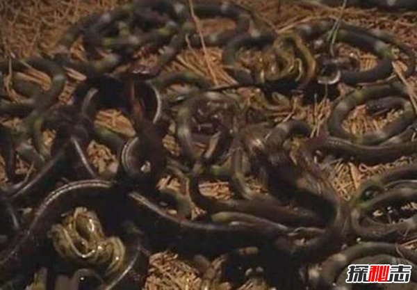 虫噬之刑,揭秘我国古代残忍至极的虿盆之刑