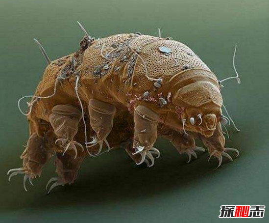 海底九万米有多恐怖?亿级水压,只有这种生物能生存