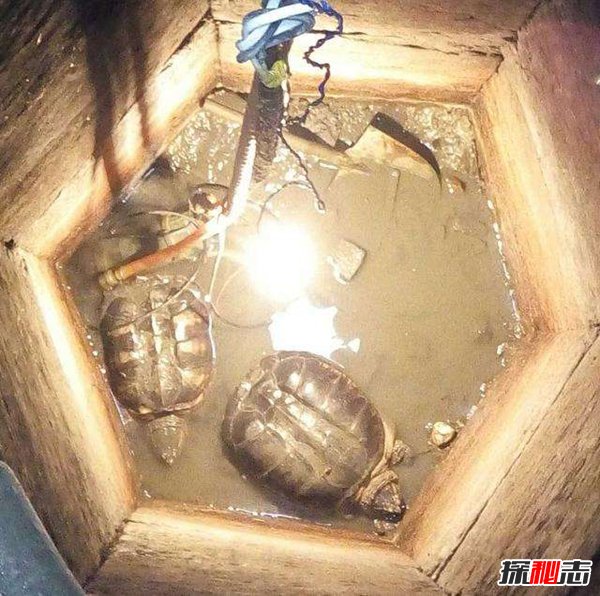 山村古井惊现诡异生物 老者道出真相(土豪花重金买)