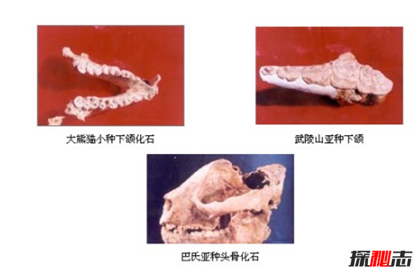 什么是始熊猫?以食肉为主的最早的熊猫(大熊猫的祖先)