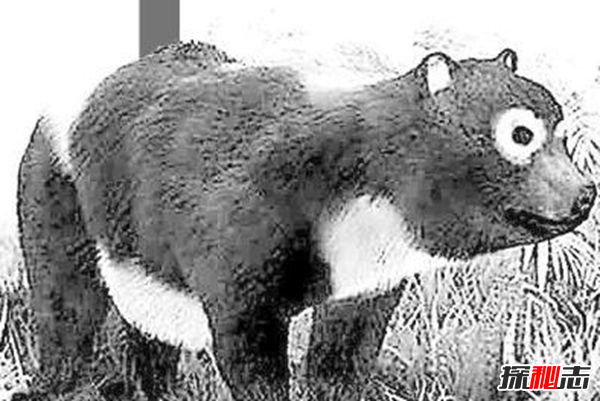 什么是始熊猫?以食肉为主的最早的熊猫(大熊猫的祖先)