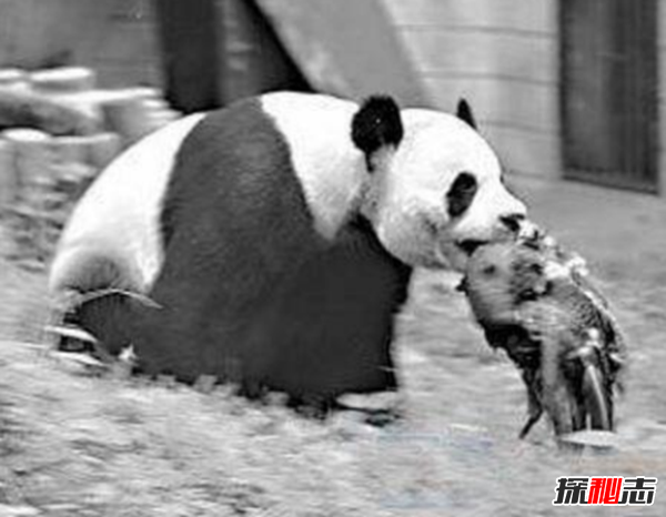 什么是始熊猫?以食肉为主的最早的熊猫(大熊猫的祖先)