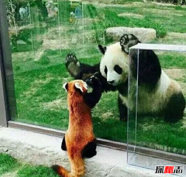 什么是始熊猫?以食肉为主的最早的熊猫(大熊猫的祖先)