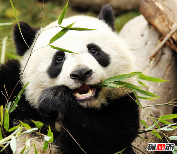 什么是始熊猫?以食肉为主的最早的熊猫(大熊猫的祖先)