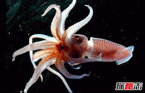 为什么说乌贼是四维生物？乌贼看得比人类更清晰(特殊眼球)