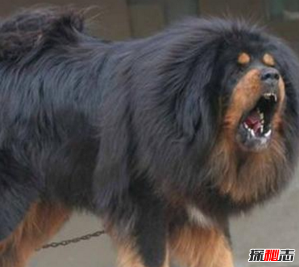 藏獒和狼谁厉害,传说一獒能战五狼(真假揭秘)