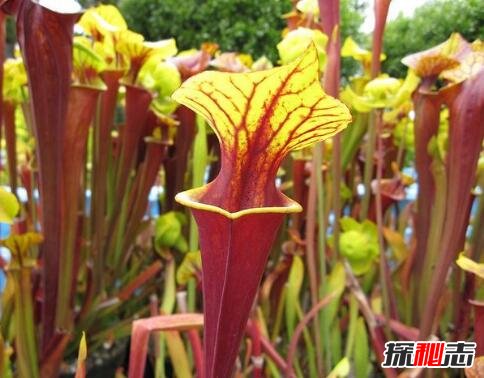 自然界十大食肉植物，捕蝇草（苍蝇的地狱）