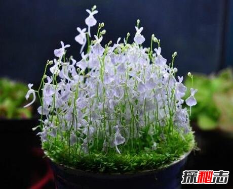 自然界十大食肉植物，捕蝇草（苍蝇的地狱）