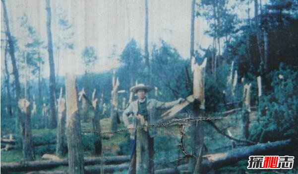 1994年贵阳空中怪车事件真相，外星人造访都溪林场(400亩松树被拦腰切断)
