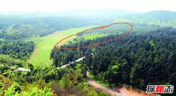 1994年贵阳空中怪车事件真相，外星人造访都溪林场(400亩松树被拦腰切断)