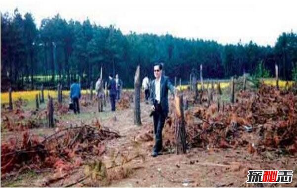 1994年贵阳空中怪车事件真相，外星人造访都溪林场(400亩松树被拦腰切断)