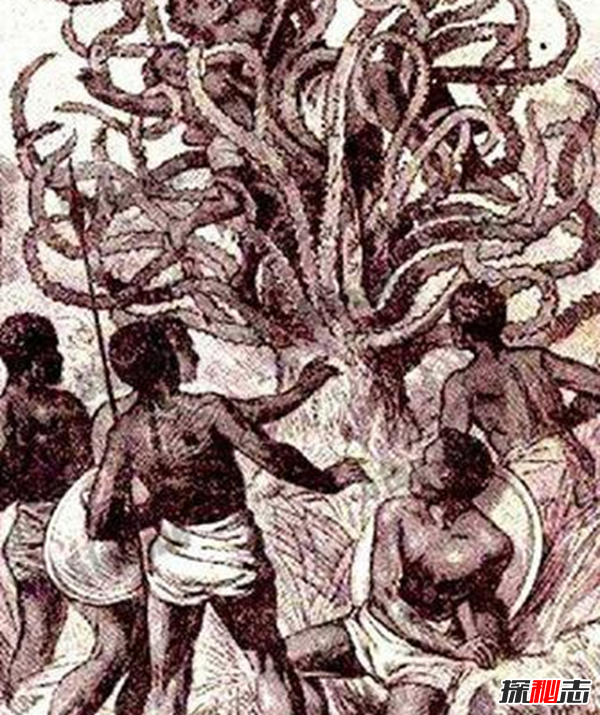 食人柳真吃人?莫昆斯克发现4000多年的食人柳(100米内勿靠近)