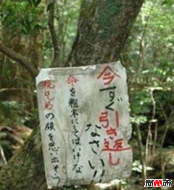 日本十大灵异事件,自杀圣地每年百具尸体(五寸钉诅咒)