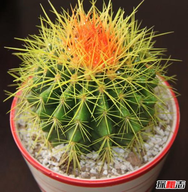 家有10种东西必破财,揭秘家里一定不能放的东西