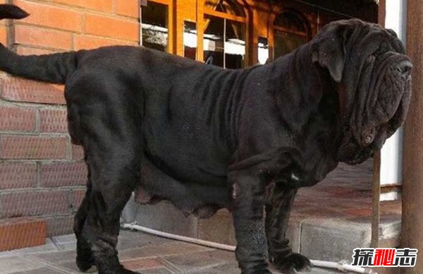 十大禁犬排行榜,魔鬼般的存在(极易咬死人)