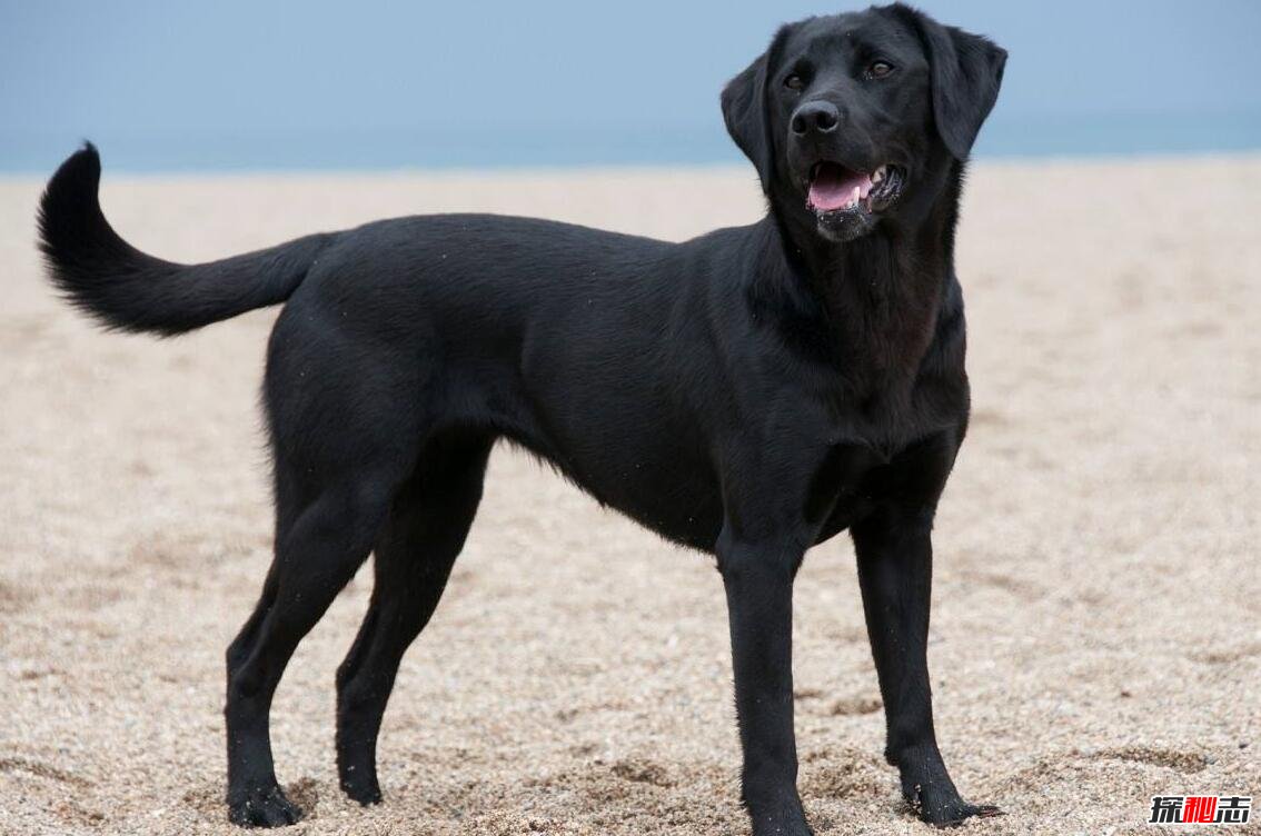 世界十大可爱温顺狗狗：二哈上榜,牧羊犬智商最高