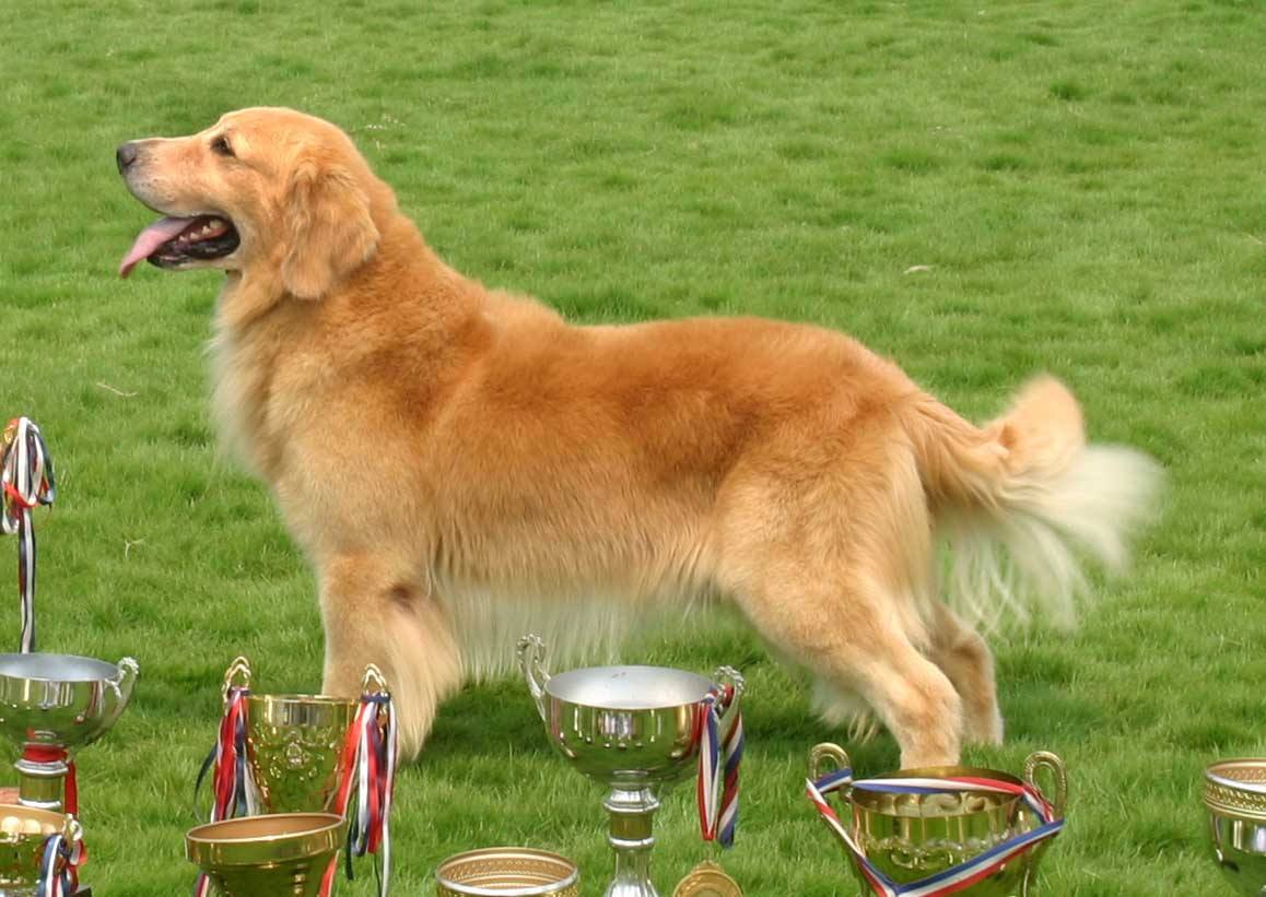世界十大可爱温顺狗狗：二哈上榜,牧羊犬智商最高