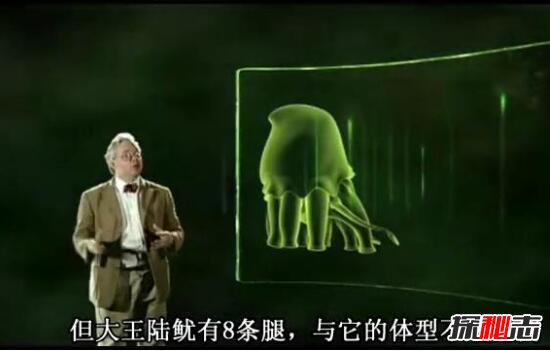 大王陆鱿