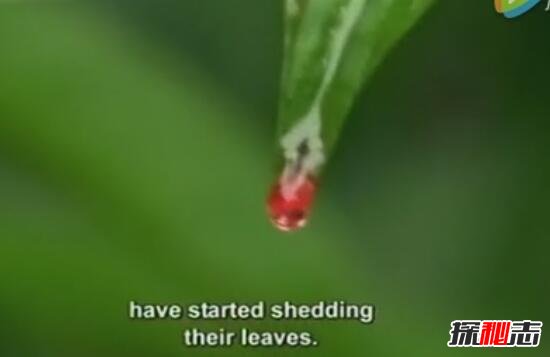 血雨