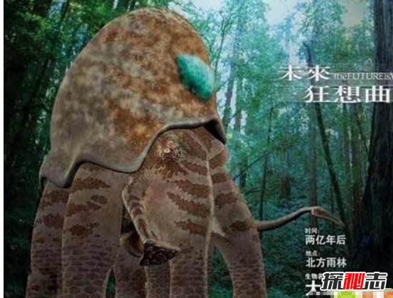 大王陆鱿