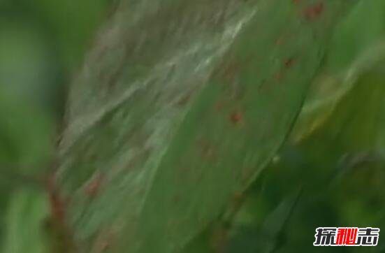 血雨
